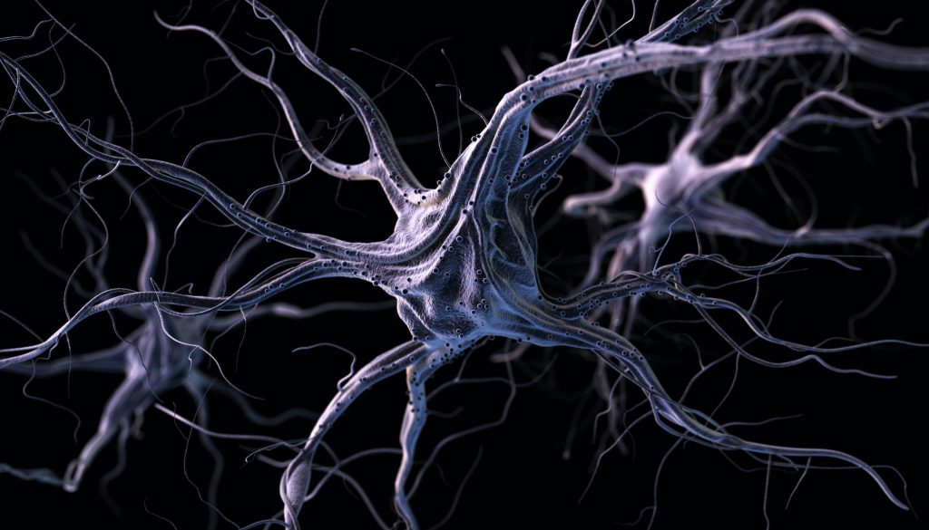 Neurones